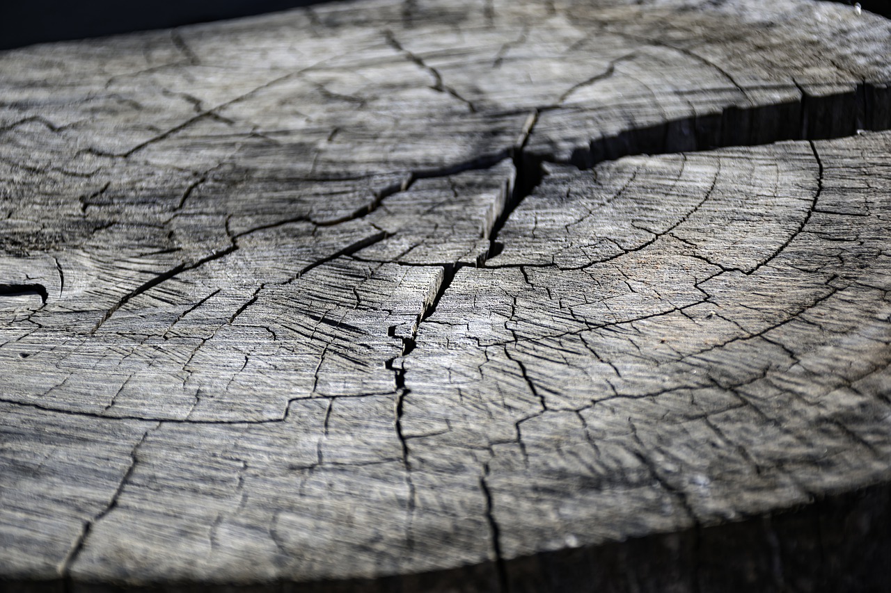 crossection, log, free background-7646294.jpg